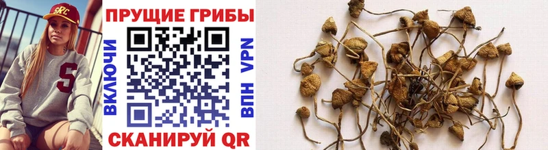 купить наркотик  Зеленокумск  Галлюциногенные грибы Psilocybine cubensis 